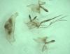 Epeolus sp.